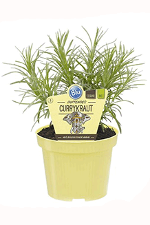 Helichrysum angustifolium Bio-Currykraut