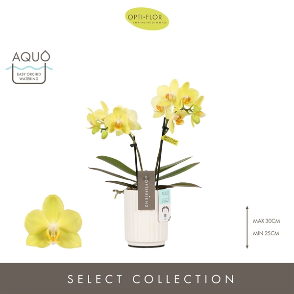 Phalaenopsis hybrida Vayenne In Molise White Aquo