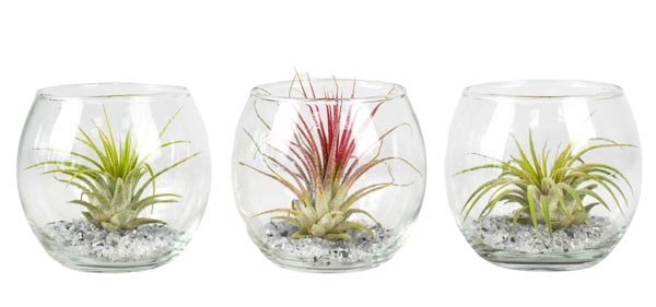 Tillandsia cyanea Mix
