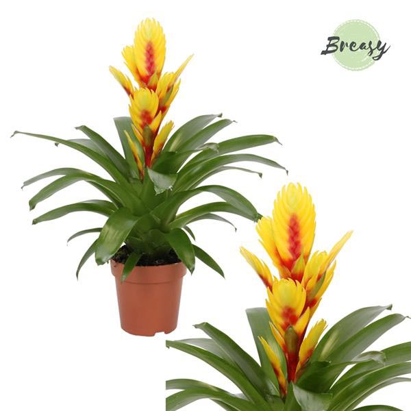 Vriesea hybrida Intenso Yellow Flame