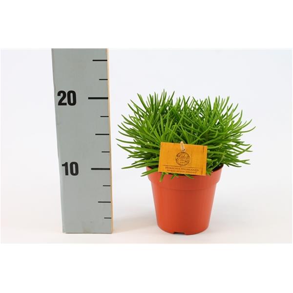 Senecio archeri Himalaya
