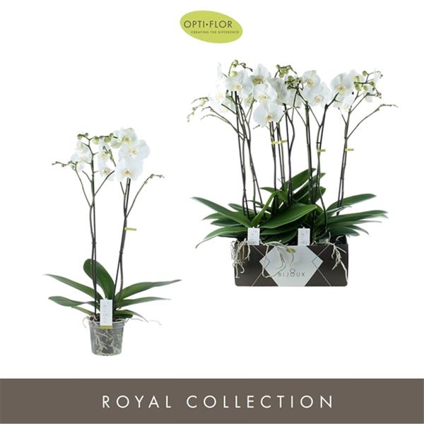 Phalaenopsis hybrida Bijoux Crystal