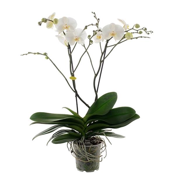 Phalaenopsis hybrida Theatro Classico