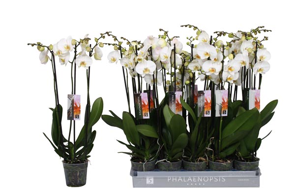 Phalaenopsis hybrida Weiss 22+