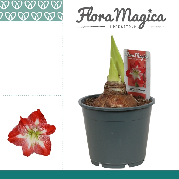 Amaryllis bella-donna Exotic Striped