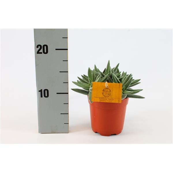 Crassula arborescens Sardiene siesta