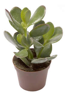 Crassula ovata