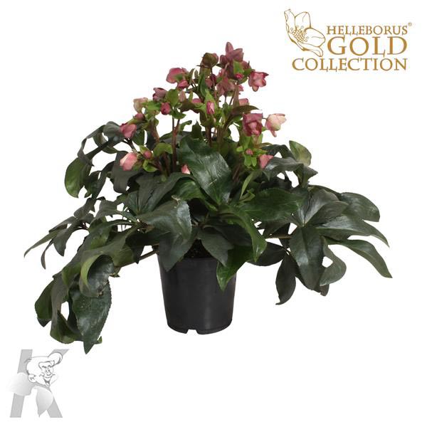 Helleborus niger Gc Ice N Roses Pink