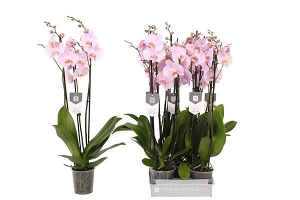 Phalaenopsis hybrida Rosion