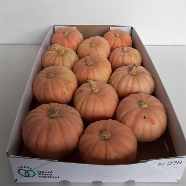 Cucurbita pepo Kürbis Miss Pink Sophie