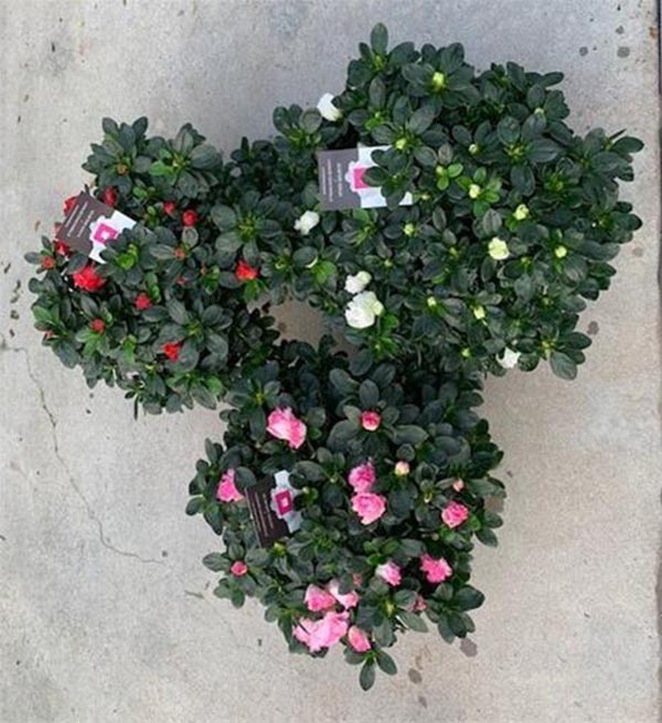 Azalea simsii mix