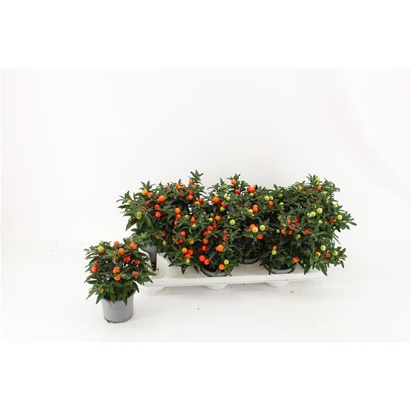 Solanum pseudocapsicum Jupiter
