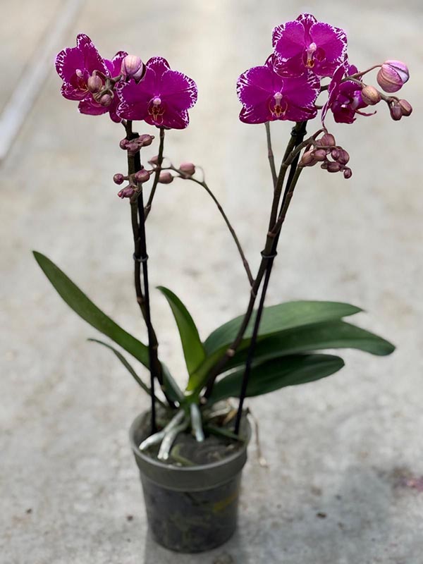 Phalaenopsis hybrida Multiflora Asian Violin