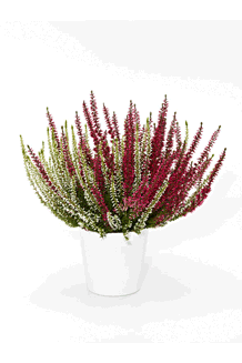 Calluna vulgaris Twin Emma/Aphrodite