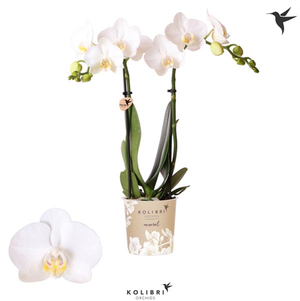 Phalaenopsis hybrida Multiflora Amabilis