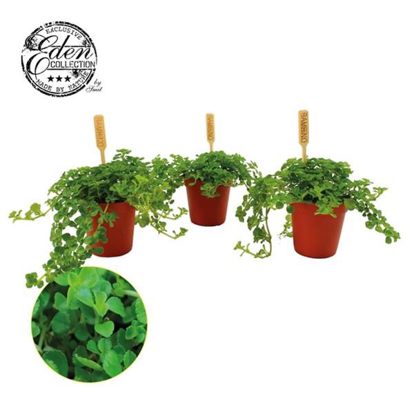 Pilea depressa