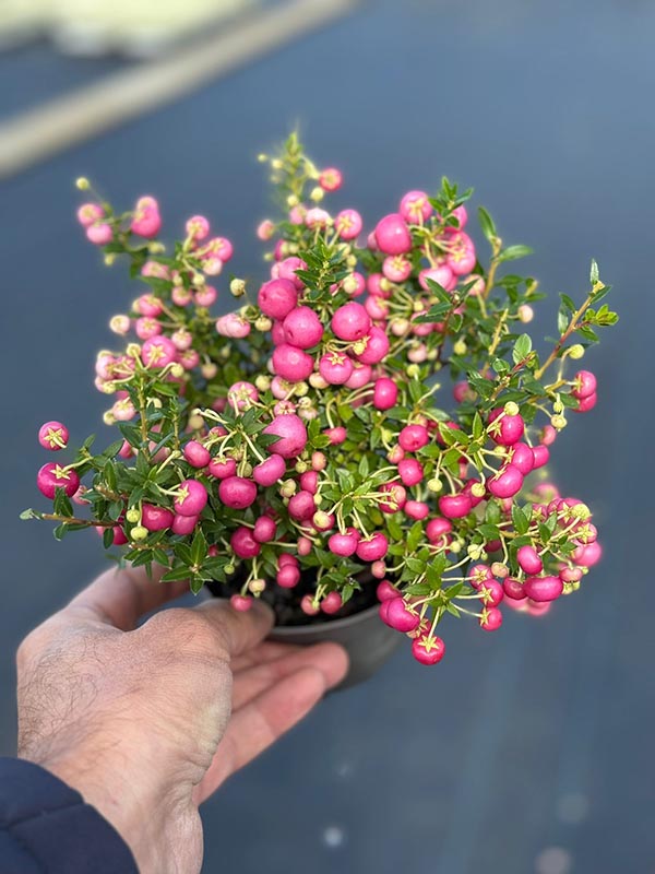 Pernettya mucronata Rosa