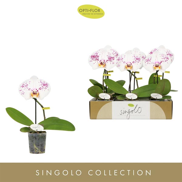Phalaenopsis hybrida Singolo Owari