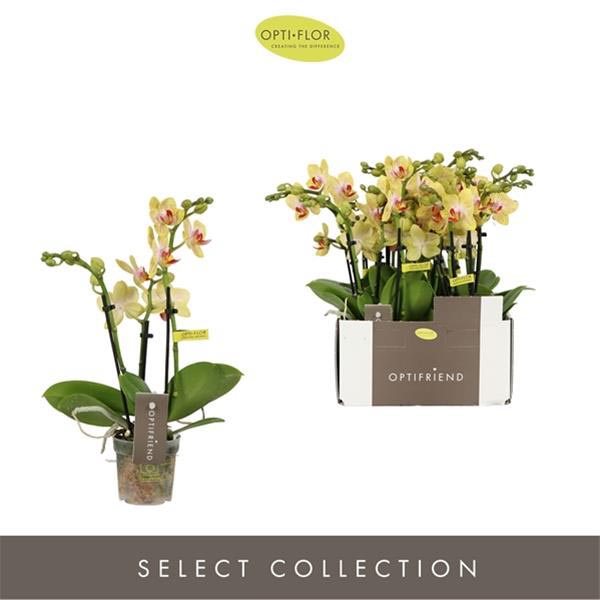 Phalaenopsis hybrida Stella