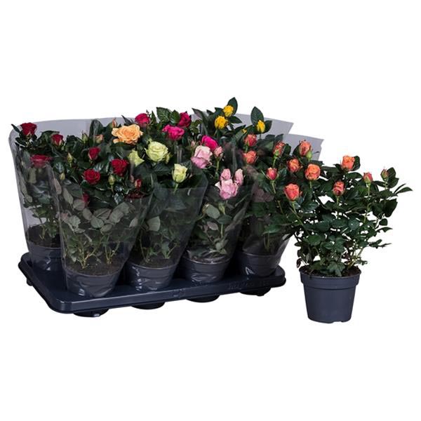 Rosa hybrida Mixtray
