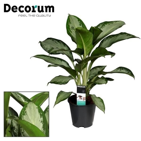 Aglaonema commutatum Cleopatra