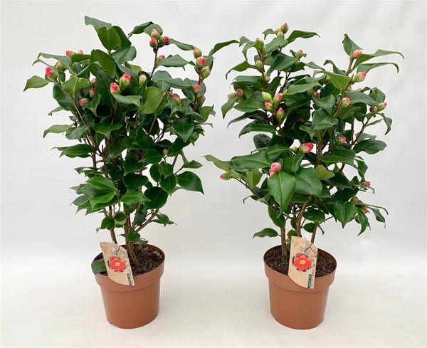 Camellia japonica Dr King