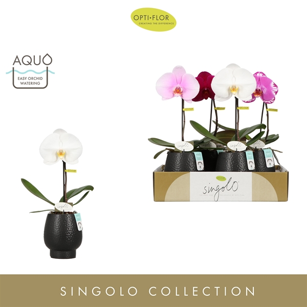 Phalaenopsis hybrida In Abruzzo Black Aquo