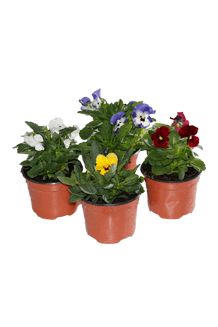 Viola cornuta Mix