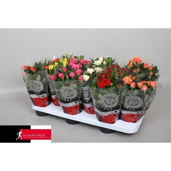 Rosa hybrida Mix