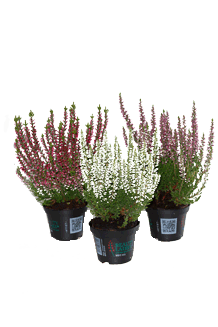 Calluna vulgaris Mix