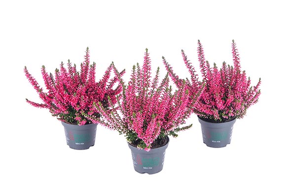 Calluna vulgaris Rot