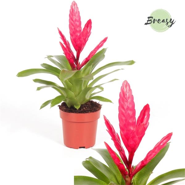 Vriesea hybrida Intenso Pink