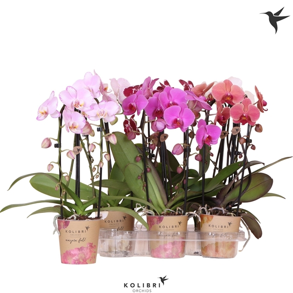 Phalaenopsis hybrida Cascade Mixtray