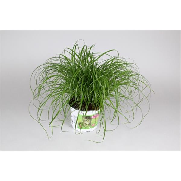 Cyperus alternifolius Zumula In Katzetopf