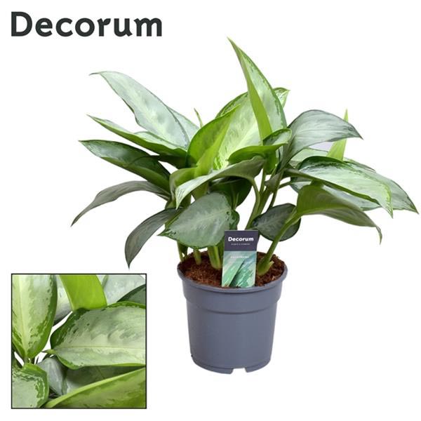 Aglaonema commutatum Silverado