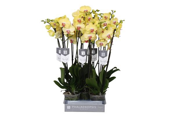 Phalaenopsis hybrida Limelight