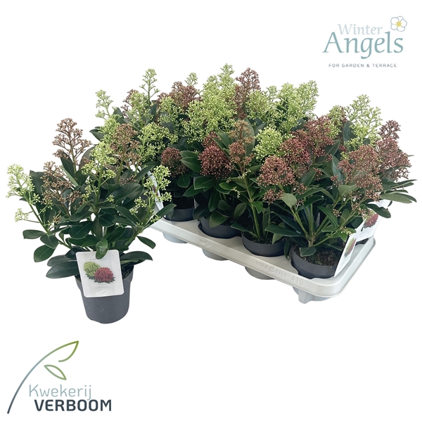Skimmia japonica Double Diamond +