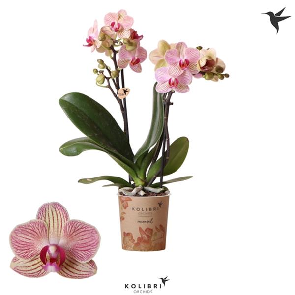Phalaenopsis hybrida Multiflora Nepal