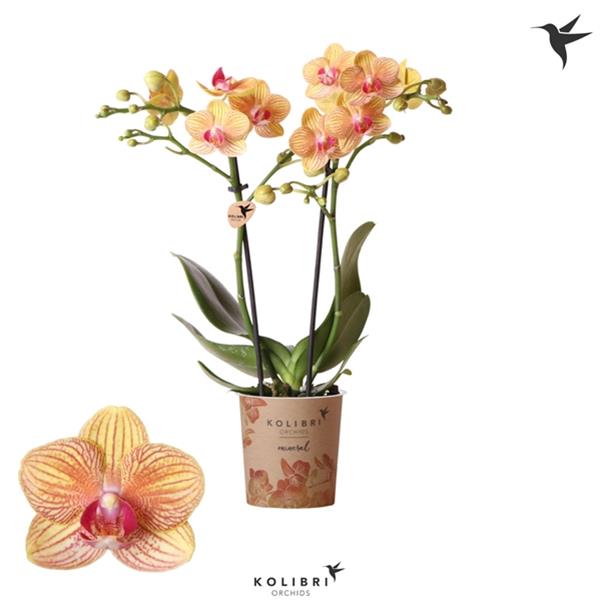 Phalaenopsis hybrida Multiflora Jamaica