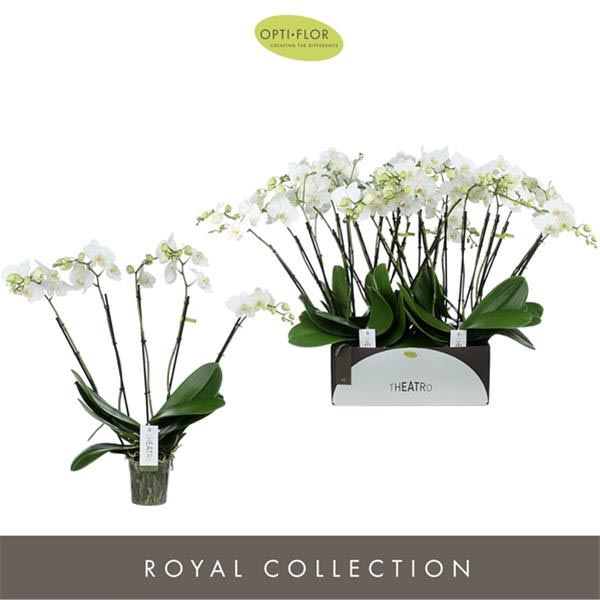 Phalaenopsis hybrida Theatro Jazz