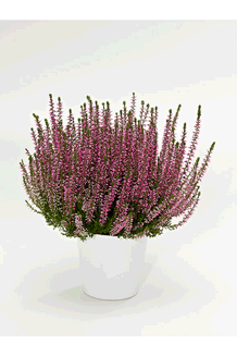 Calluna vulgaris Pink Angie