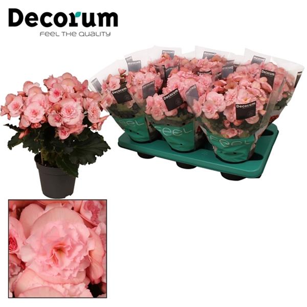 Begonia elatior Joy Pink