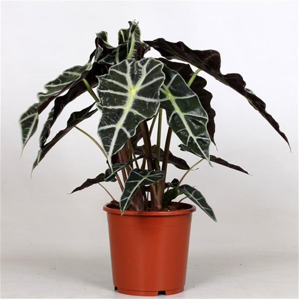 Alocasia amazonica Polly