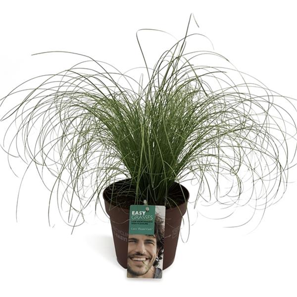 Carex comans Frosted Curls