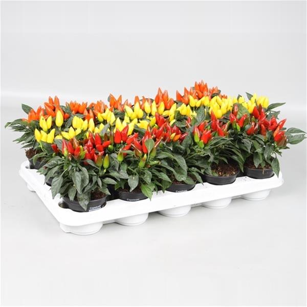 Capsicum annuum Salsa Mixtray