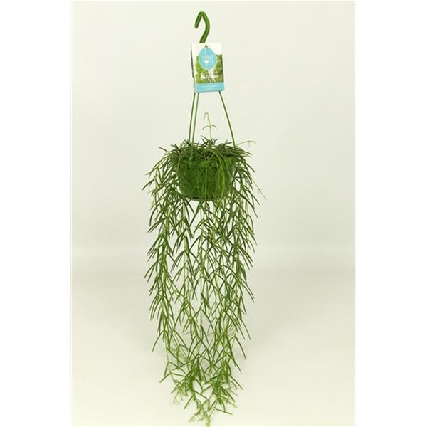 Hoya linearis