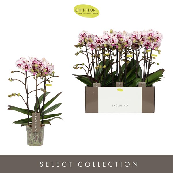 Phalaenopsis hybrida Multiflora Athena