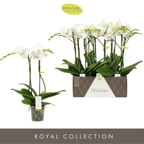 Phalaenopsis hybrida Maistro Mozart
