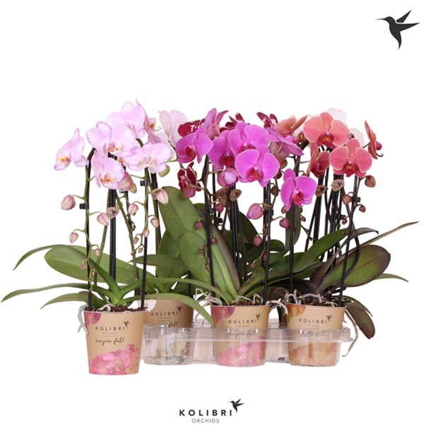 Phalaenopsis hybrida Cascade Niagara Fall Mix
