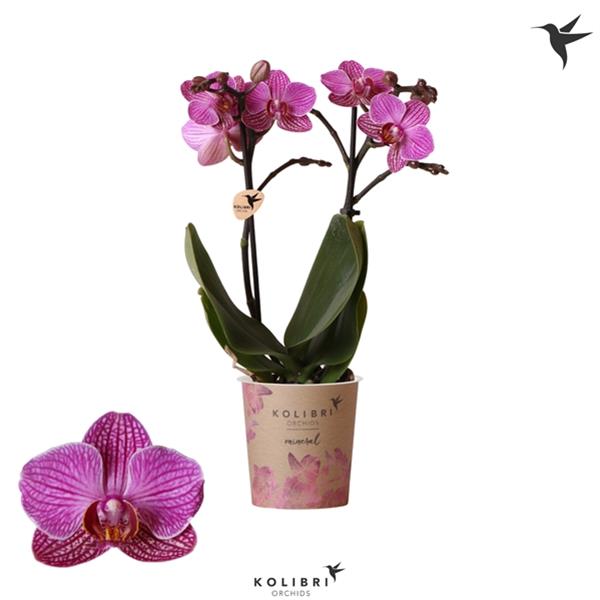 Phalaenopsis hybrida Multiflora Moldavië